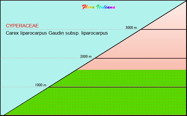 Altitudine - Elevation - Carex liparocarpus Gaudin subsp. liparocarpus