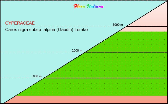 Altitudine - Elevation - Carex nigra subsp. alpina (Gaudin) Lemke