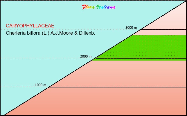 Altitudine - Elevation - Cherleria biflora (L.) A.J.Moore & Dillenb.