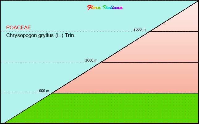 Altitudine - Elevation - Chrysopogon gryllus (L.) Trin.