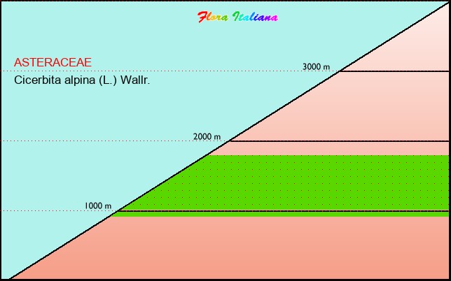 Altitudine - Elevation - Cicerbita alpina (L.) Wallr.