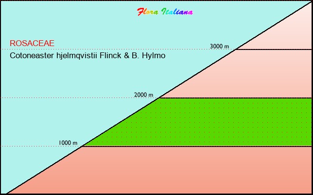Altitudine - Elevation - Cotoneaster hjelmqvistii Flinck & B. Hylmo