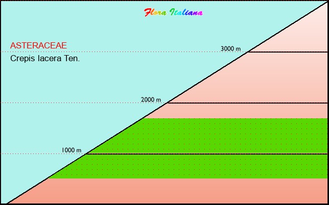 Altitudine - Elevation - Crepis lacera Ten.