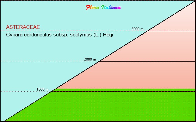 Altitudine - Elevation - Cynara cardunculus subsp. scolymus (L.) Hegi