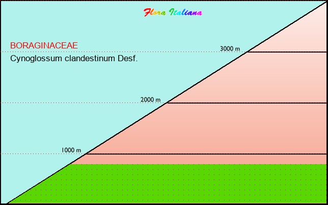 Altitudine - Elevation - Cynoglossum clandestinum Desf.