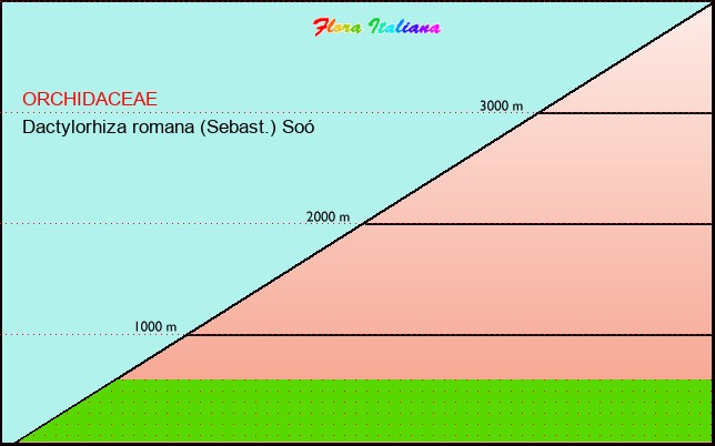 Altitudine - Elevation - Dactylorhiza romana (Sebast.) SoÃ³