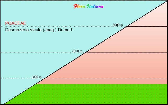 Altitudine - Elevation - Desmazeria sicula (Jacq.) Dumort.