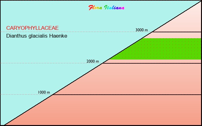 Altitudine - Elevation - Dianthus glacialis Haenke