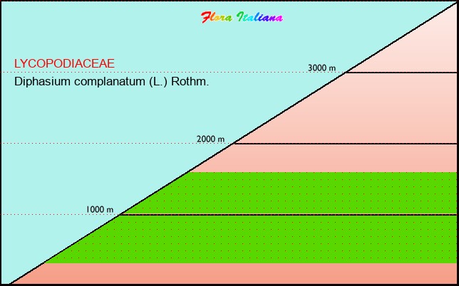 Altitudine - Elevation - Diphasium complanatum (L.) Rothm.