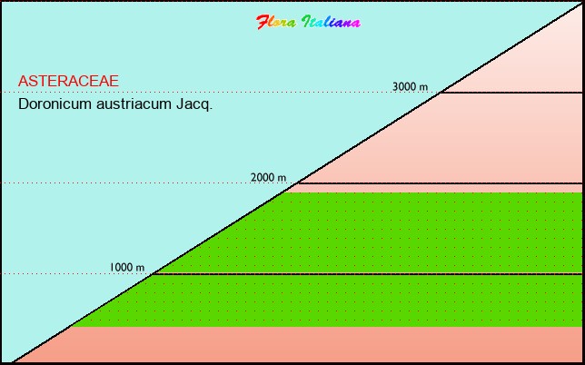 Altitudine - Elevation - Doronicum austriacum Jacq.