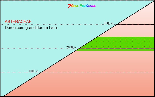 Altitudine - Elevation - Doronicum grandiflorum Lam.