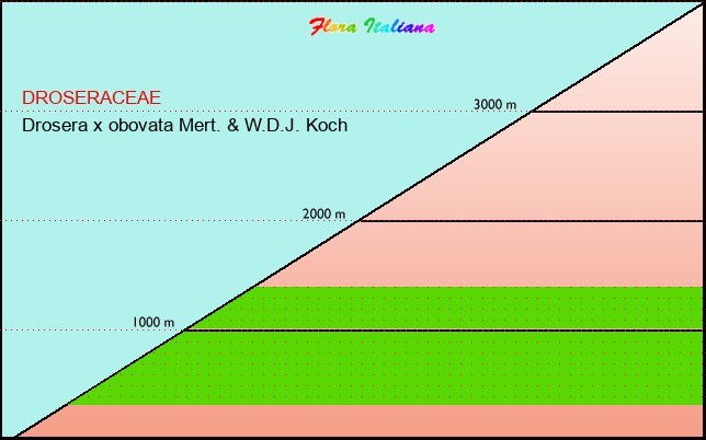 Altitudine - Elevation - Drosera x obovata Mert. & W.D.J. Koch