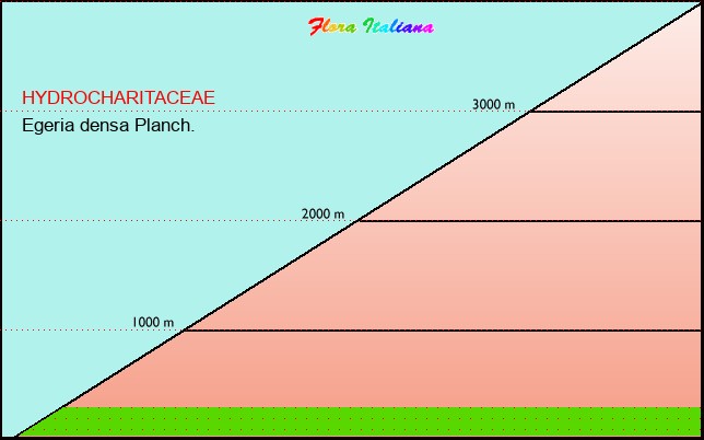 Altitudine - Elevation - Egeria densa Planch.