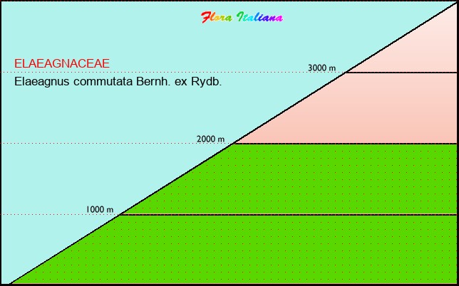 Altitudine - Elevation - Elaeagnus commutata Bernh. ex Rydb.