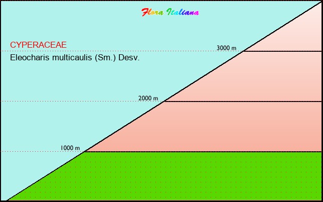 Altitudine - Elevation - Eleocharis multicaulis (Sm.) Desv.