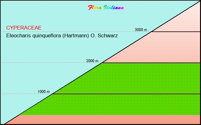 Altitudine - Elevation - Eleocharis quinqueflora (Hartmann) O. Schwarz
