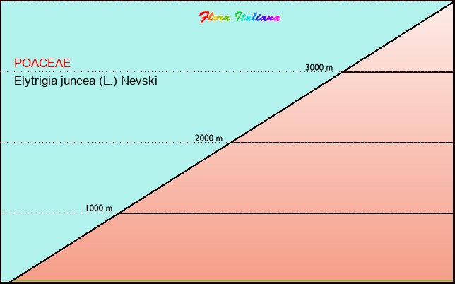 Altitudine - Elevation - Elytrigia juncea (L.) Nevski