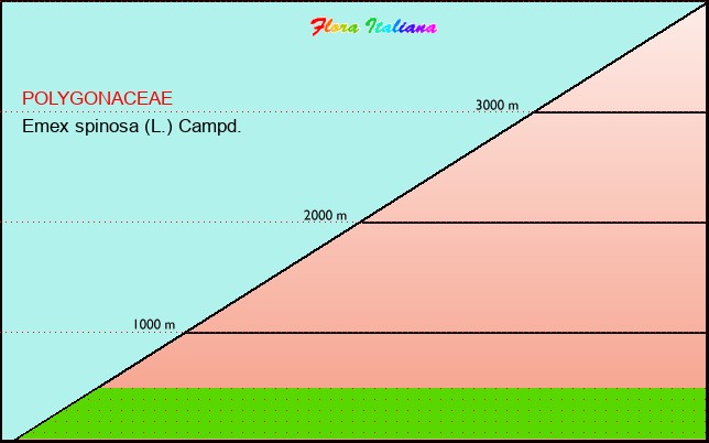 Altitudine - Elevation - Emex spinosa (L.) Campd.