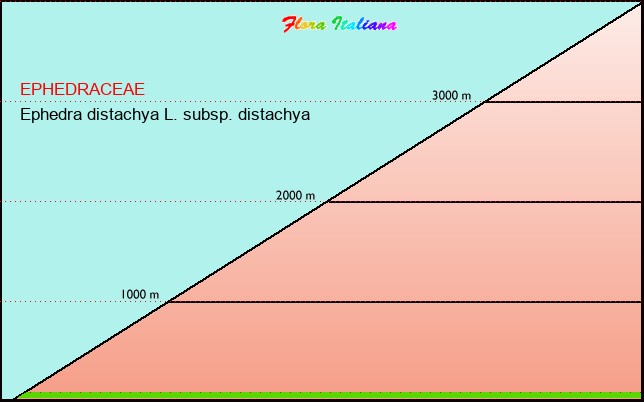 Altitudine - Elevation - Ephedra distachya L. subsp. distachya