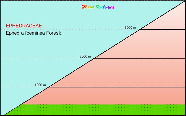 Altitudine - Elevation - Ephedra foeminea Forssk.