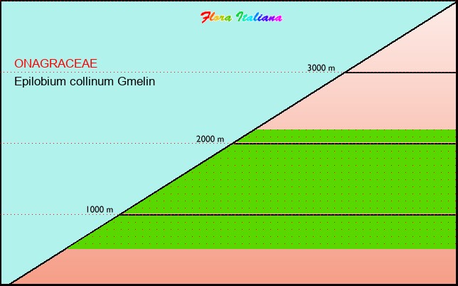 Altitudine - Elevation - Epilobium collinum Gmelin