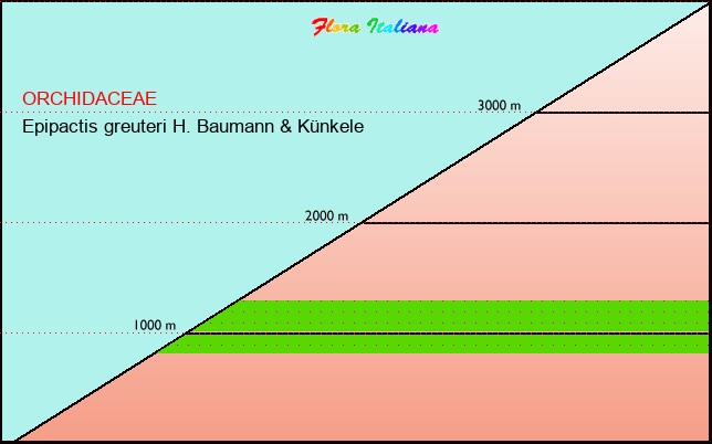 Altitudine - Elevation - Epipactis greuteri H. Baumann & KÃ¼nkele
