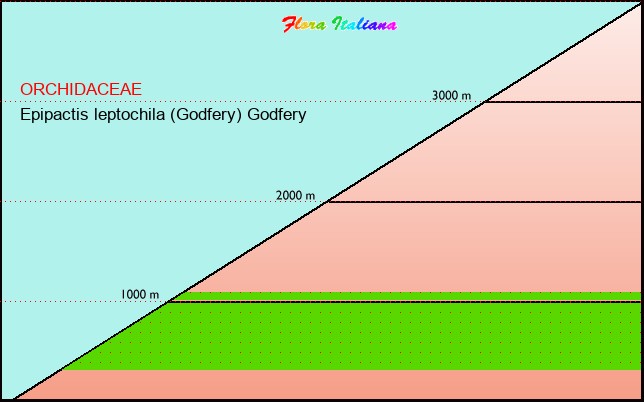 Altitudine - Elevation - Epipactis leptochila (Godfery) Godfery