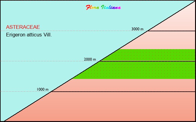 Altitudine - Elevation - Erigeron atticus Vill.