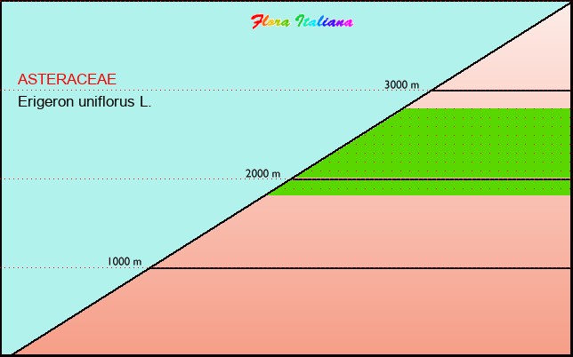 Altitudine - Elevation - Erigeron uniflorus L.