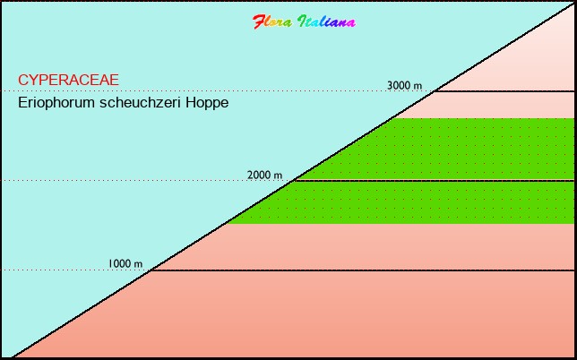 Altitudine - Elevation - Eriophorum scheuchzeri Hoppe