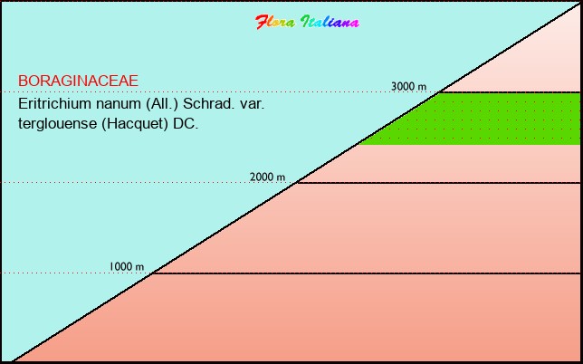 Altitudine - Elevation - Eritrichium nanum (All.) Schrad. var. terglouense (Hacquet) DC.
