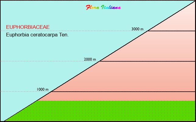 Altitudine - Elevation - Euphorbia ceratocarpa Ten.