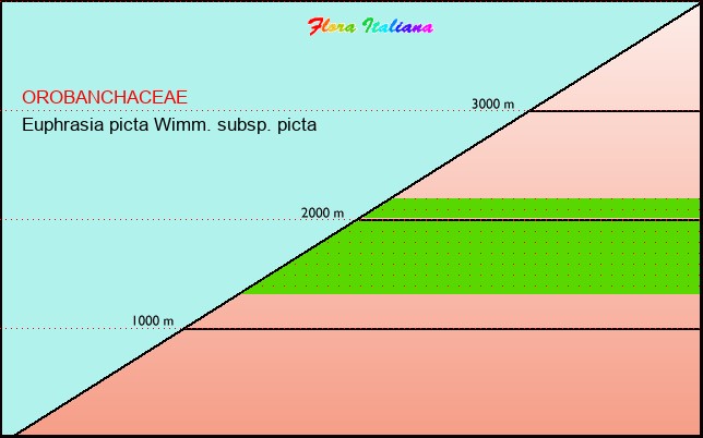 Altitudine - Elevation - Euphrasia picta Wimm. subsp. picta