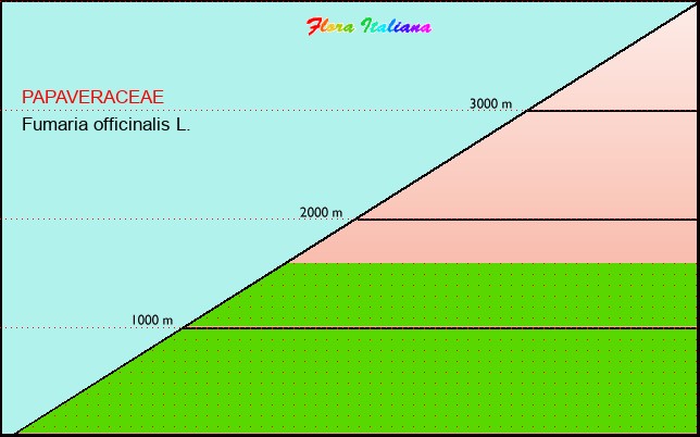 Altitudine - Elevation - Fumaria officinalis L.