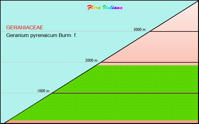Altitudine - Elevation - Geranium pyrenaicum Burm. f.