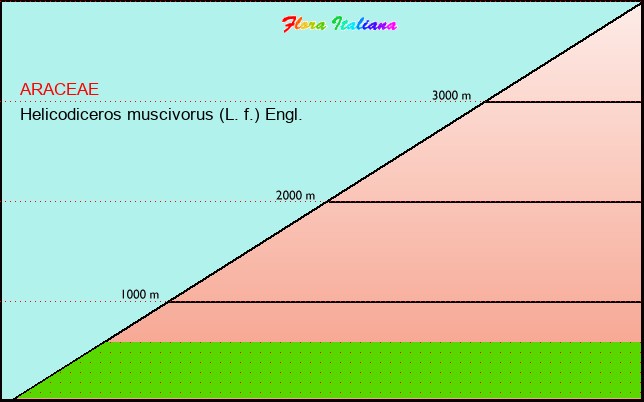 Altitudine - Elevation - Helicodiceros muscivorus (L. f.) Engl.