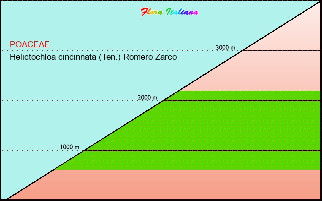 Altitudine - Elevation - Helictochloa cincinnata (Ten.) Romero Zarco