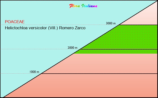 Altitudine - Elevation - Helictochloa versicolor (Vill.) Romero Zarco