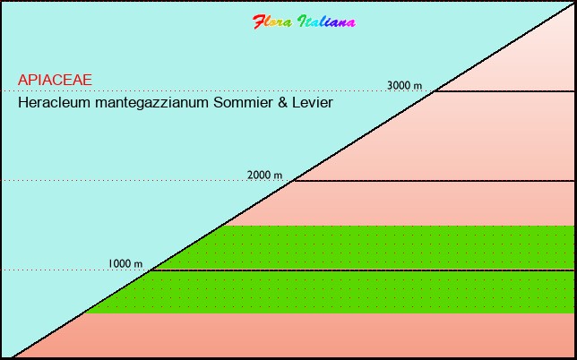 Altitudine - Elevation - Heracleum mantegazzianum Sommier & Levier