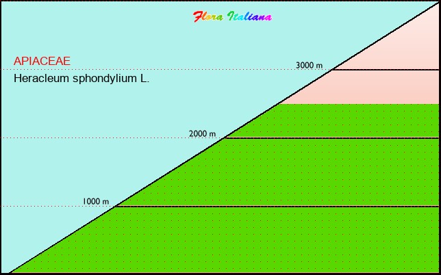 Altitudine - Elevation - Heracleum sphondylium L.