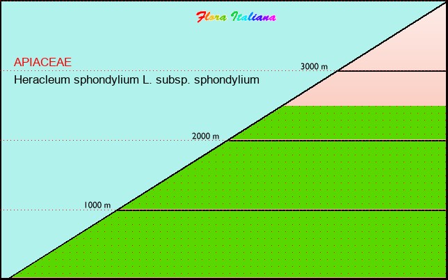 Altitudine - Elevation - Heracleum sphondylium L. subsp. sphondylium