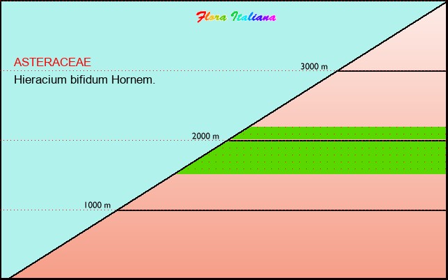 Altitudine - Elevation - Hieracium bifidum Hornem.