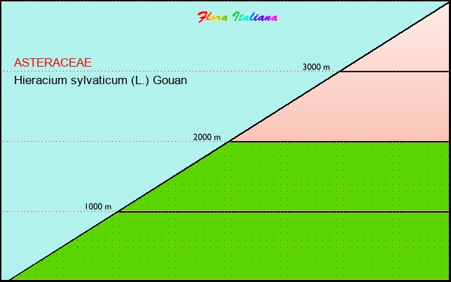 Altitudine - Elevation - Hieracium sylvaticum (L.) Gouan