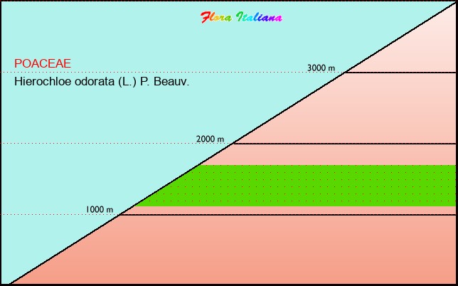 Altitudine - Elevation - Hierochloe odorata (L.) P. Beauv.