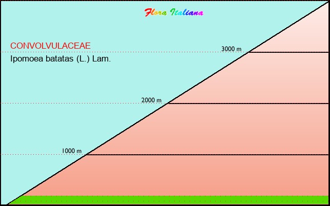 Altitudine - Elevation - Ipomoea batatas (L.) Lam.