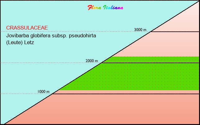 Altitudine - Elevation - Jovibarba globifera subsp. pseudohirta (Leute) Letz