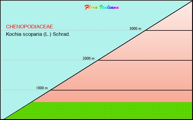 Altitudine - Elevation - Kochia scoparia (L.) Schrad.