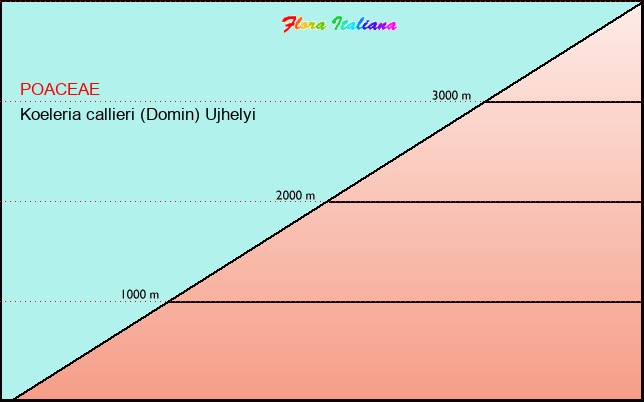 Altitudine - Elevation - Koeleria callieri (Domin) Ujhelyi