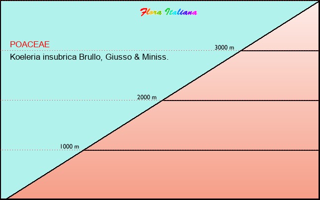 Altitudine - Elevation - Koeleria insubrica Brullo, Giusso & Miniss.