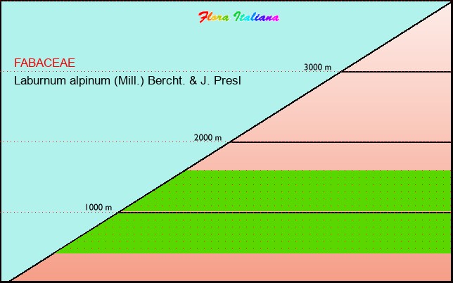 Altitudine - Elevation - Laburnum alpinum (Mill.) Bercht. & J. Presl